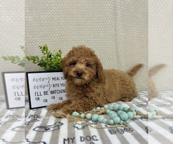 Medium Photo #2 Goldendoodle mix (+ Poodle Miniature) Puppy For Sale in INDIANAPOLIS, IN, USA