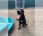 Small #1 Labrador Retriever Mix