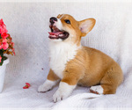 Small #2 Pembroke Welsh Corgi