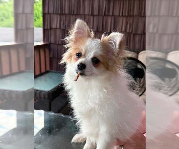 Medium Photo #2 Chion Puppy For Sale in Springdale, PA, USA