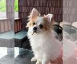 Small #1 Chion