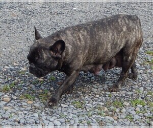 Mother of the French Bullhuahua puppies born on 05/15/2025