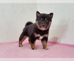 Small Photo #3 Shiba Inu Puppy For Sale in CLARK, MO, USA