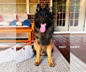 Father of the German Shepherd Dog puppies born on 05/21/2025