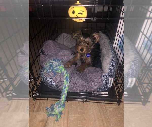 Medium Photo #3 Yorkshire Terrier Puppy For Sale in BALTIMORE, MD, USA