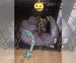 Small Photo #3 Yorkshire Terrier Puppy For Sale in BALTIMORE, MD, USA