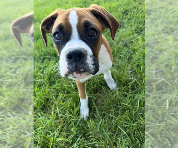 Medium Photo #24 Boxer Puppy For Sale in STRUM, WI, USA