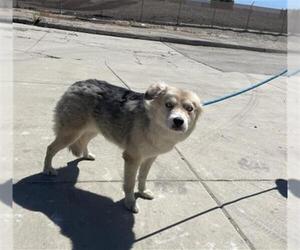 Australian Shepherd Dogs for adoption in Redlands, CA, USA