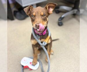 Doberman Pinscher Dogs for adoption in Aurora, CO, USA