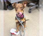 Small Doberman Pinscher