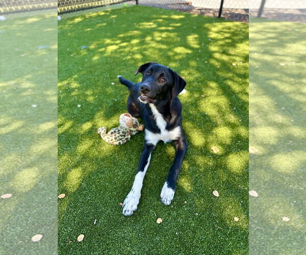Medium Photo #2 Labrador Retriever Puppy For Sale in Salinas, CA, USA