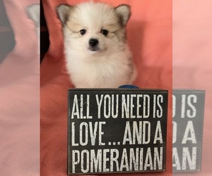 Pomeranian Puppy for sale in OMAHA, NE, USA