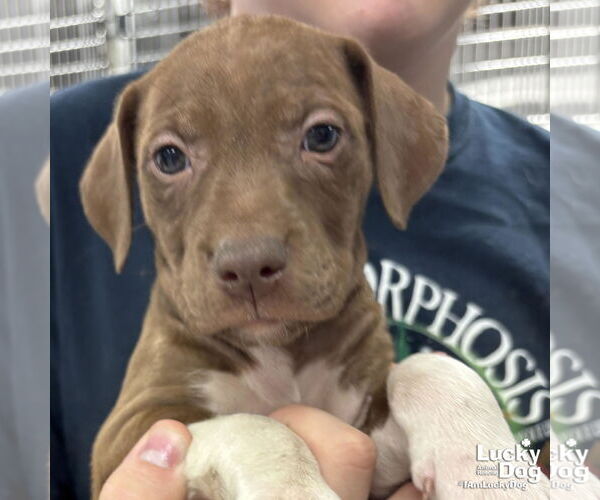 Medium Photo #3 Labrador Retriever-Unknown Mix Puppy For Sale in Washington, DC, USA