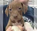 Small #2 Labrador Retriever Mix