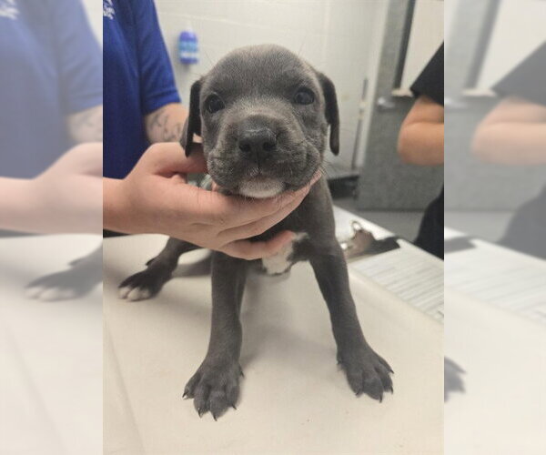 Medium Photo #1 American Pit Bull Terrier-Unknown Mix Puppy For Sale in Corpus Christi, TX, USA