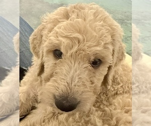 Goldendoodle Puppy for Sale in HONOLULU, Hawaii USA