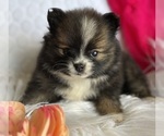 Small #3 Pomeranian