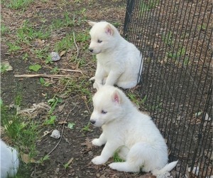 Border Collie-Siberian Husky Mix Puppy for sale in GOOSE CREEK, SC, USA