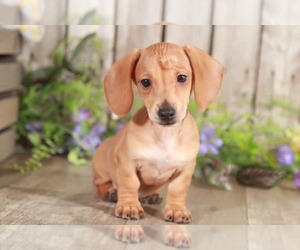 Dachshund Puppy for sale in MOUNT VERNON, OH, USA