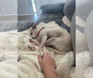 Wiley - Male Chihuahua-Unknown Mix Dog for Adoption - Photo #5