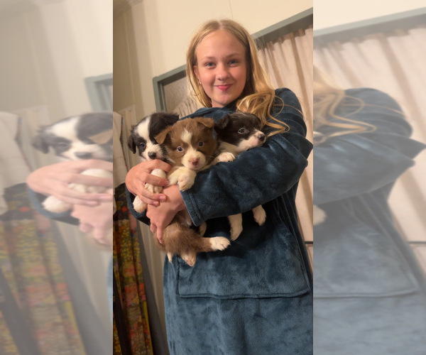 Medium Photo #8 Australian Shepherd Puppy For Sale in JAY, OK, USA