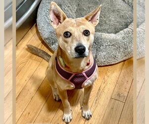 Nessi - Female Mutt Dog for Adoption - Photo #25
