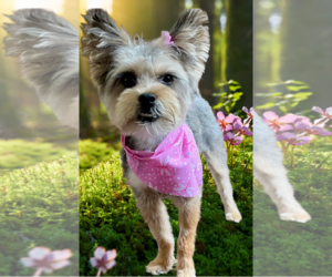 Mutt Dogs for adoption in Allentown,, PA, USA