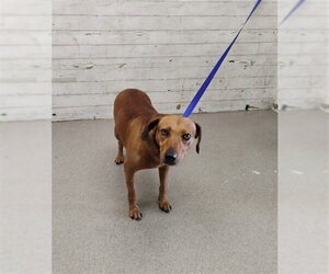 Beagle-Unknown Mix Dogs for adoption in San Bernardino, CA, USA