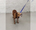 Small Beagle Mix