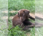 Small Photo #2 Labrador Retriever Puppy For Sale in WAYNESVILLE, MO, USA