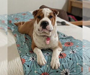 Pearl Jam - Female Mutt Dog for Adoption - Photo #3