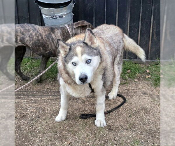 Medium Photo #1 Siberian Husky Puppy For Sale in Long Beach, CA, USA