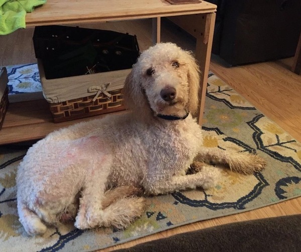 Medium Photo #1 Poodle (Standard) Puppy For Sale in SOMERSET, KY, USA
