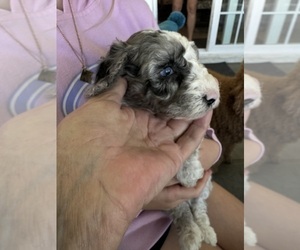 Aussiedoodle Miniature  Puppy for sale in SATELLITE BCH, FL, USA