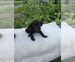 Small #1 Labrador Retriever Mix
