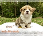 Small Photo #7 Pembroke Welsh Corgi Puppy For Sale in WATERBURY, CT, USA