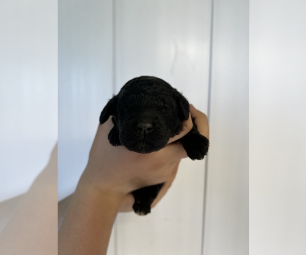 Medium Photo #25 Poodle (Standard) Puppy For Sale in TIMMONSVILLE, SC, USA
