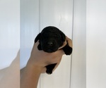 Small Photo #25 Poodle (Standard) Puppy For Sale in TIMMONSVILLE, SC, USA