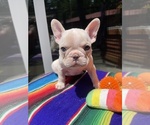 Puppy Jasper Faux Frenchbo Bulldog