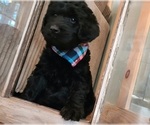 Small Photo #2 Goldendoodle Puppy For Sale in WHITE CLOUD, MI, USA
