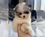 Small #11 Pomeranian