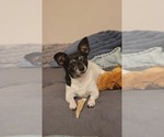 Small #3 Chihuahua Mix