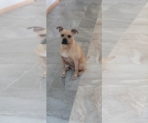 American Pit Bull Terrier-American Staffordshire Terrier Mix Dogs for adoption in Techny, IL, USA