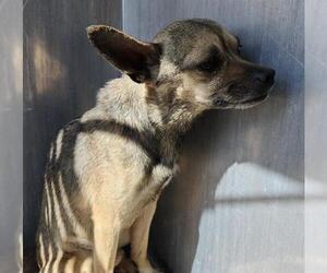 Chihuahua Dogs for adoption in San Antonio, TX, USA