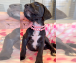 Small #4 Mutt