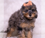 Small Photo #18 Poodle (Toy) Puppy For Sale in WARSAW, IN, USA