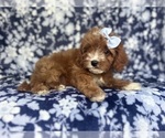 Small #10 Cavapoo