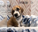 Puppy Bandito Great Dane