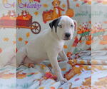Small #6 American Pit Bull Terrier Mix