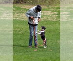 Small #3 Boglen Terrier